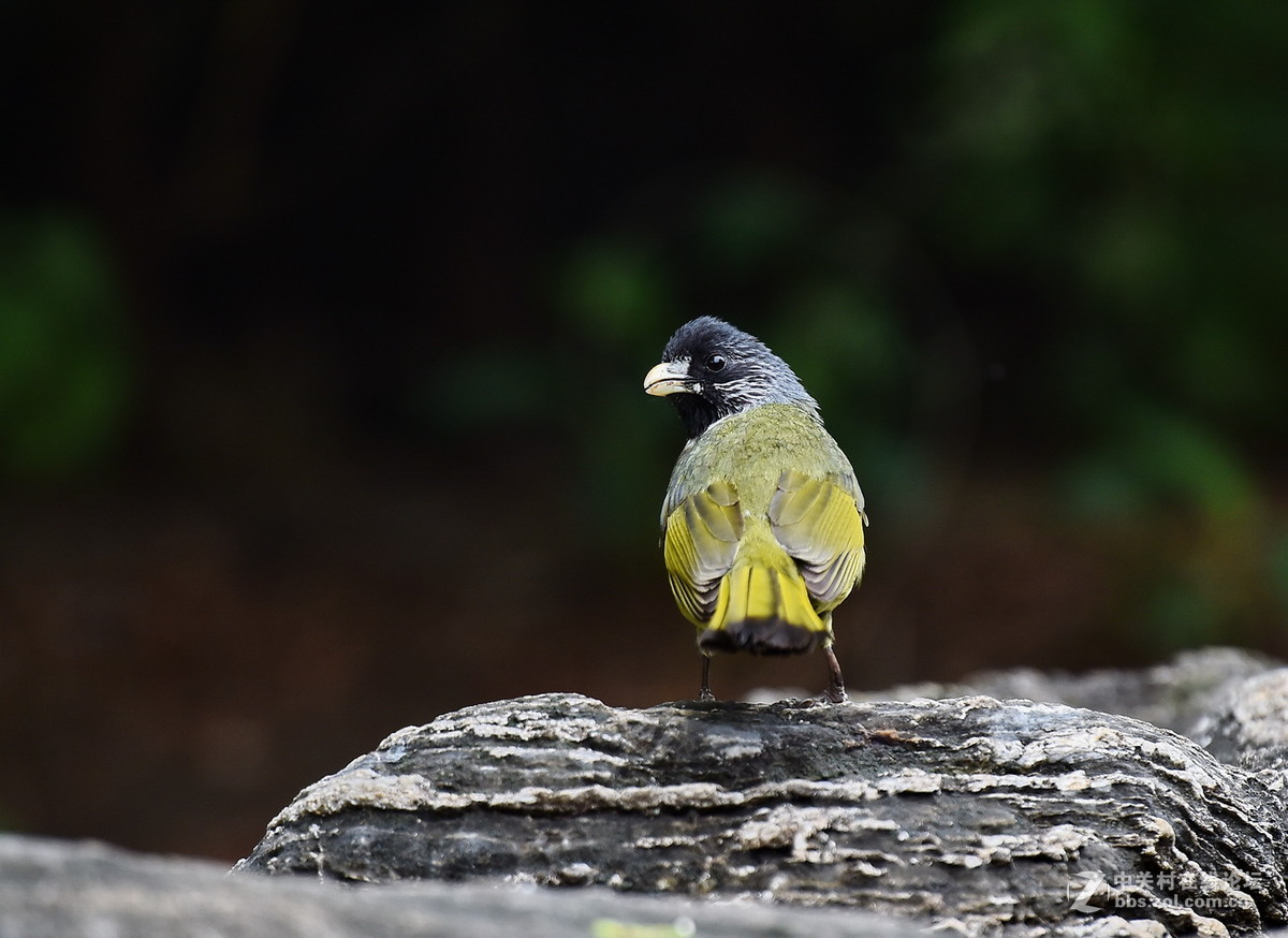 #尼康鸟类作品赏析#【领雀嘴鹎】 （老阿推荐）