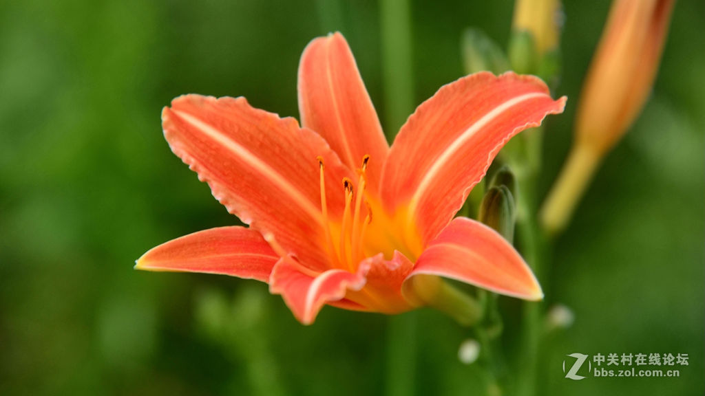 重发小花