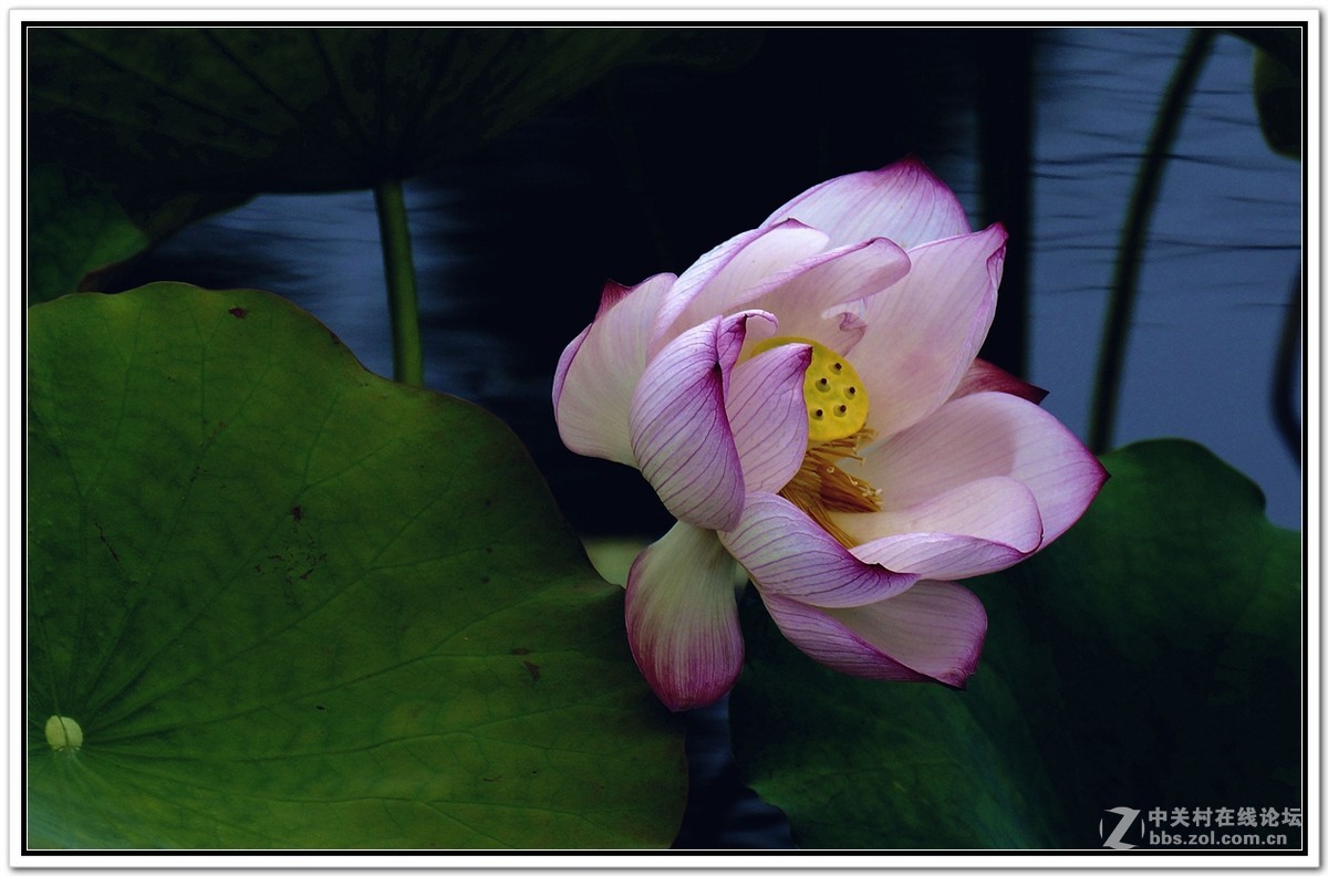植物园中盛开的夏荷