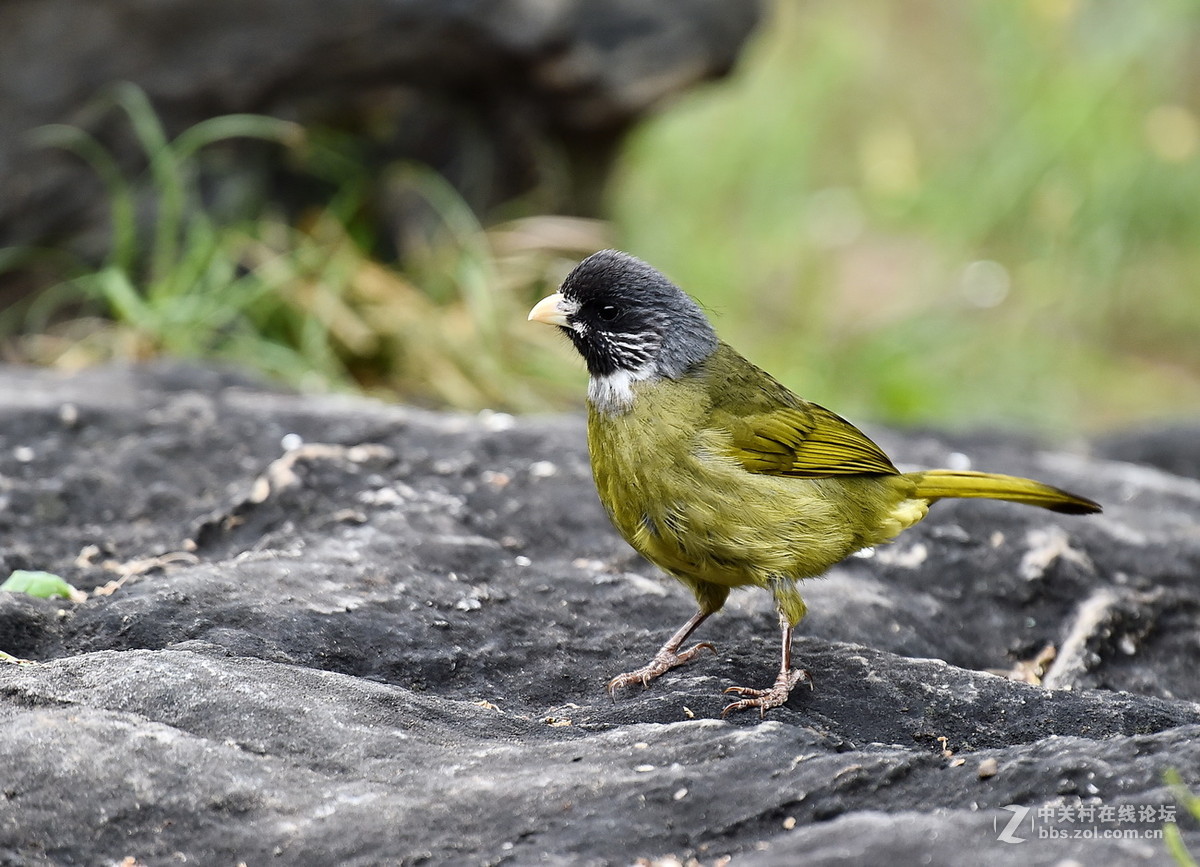 #尼康鸟类作品赏析#【领雀嘴鹎】 （老阿推荐）