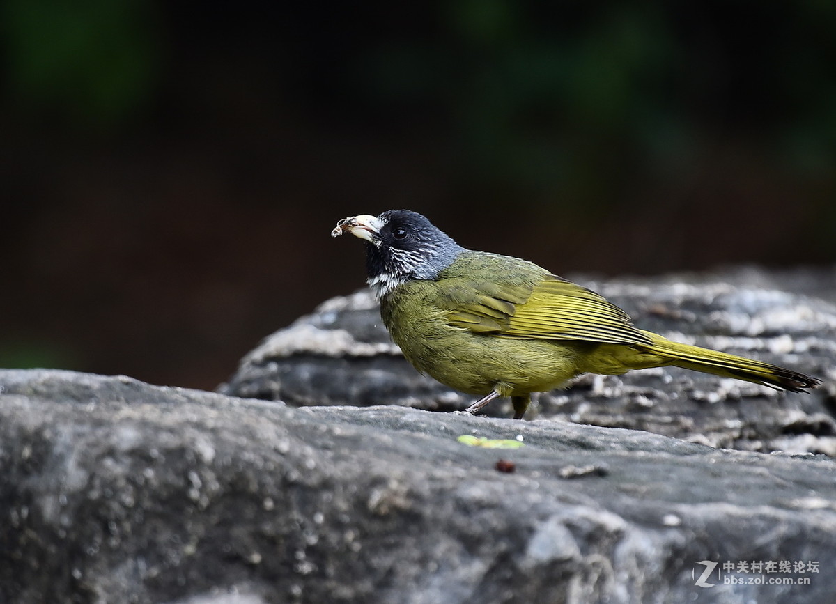 #尼康鸟类作品赏析#【领雀嘴鹎】 （老阿推荐）