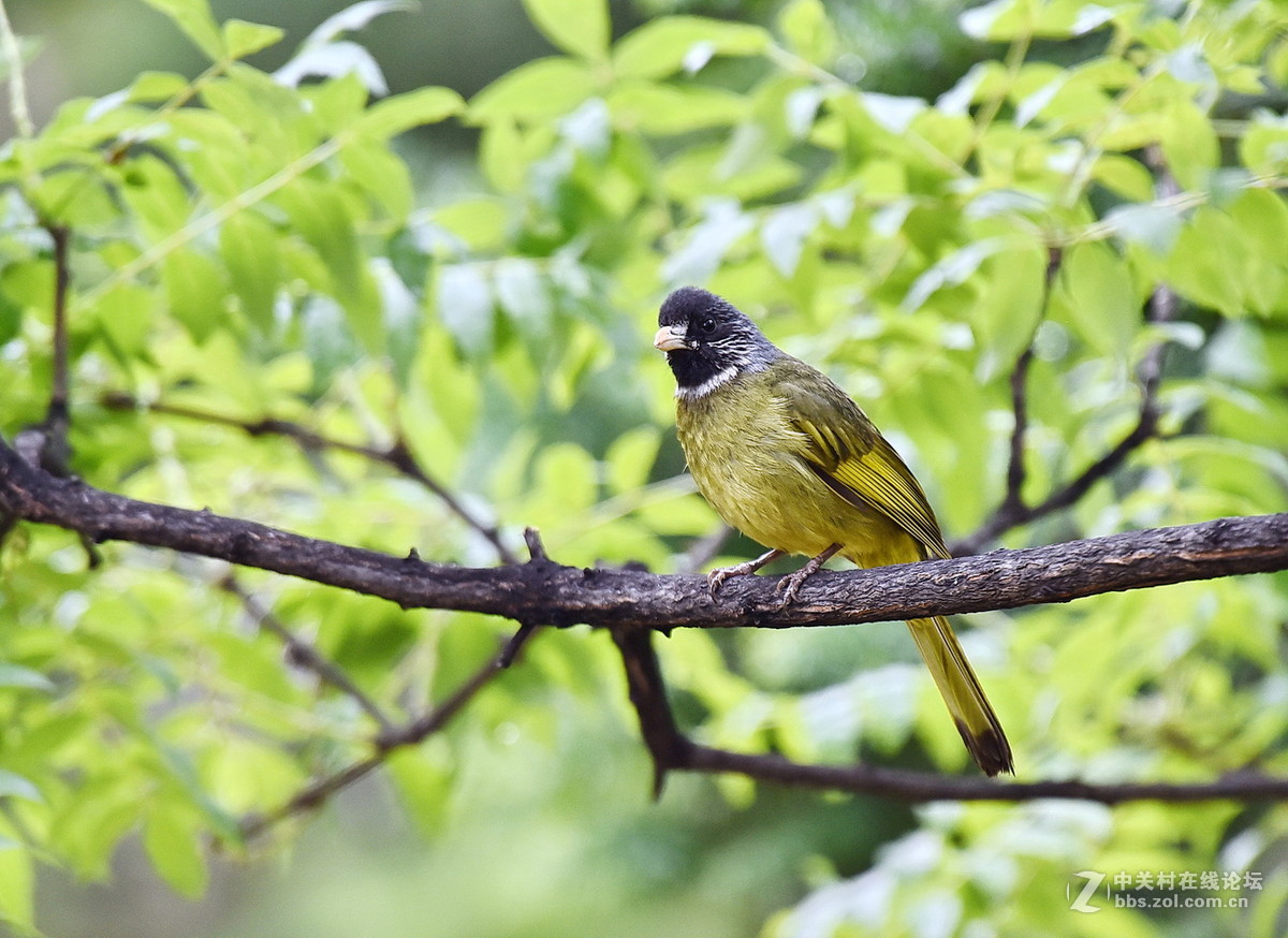 #尼康鸟类作品赏析#【领雀嘴鹎】 （老阿推荐）