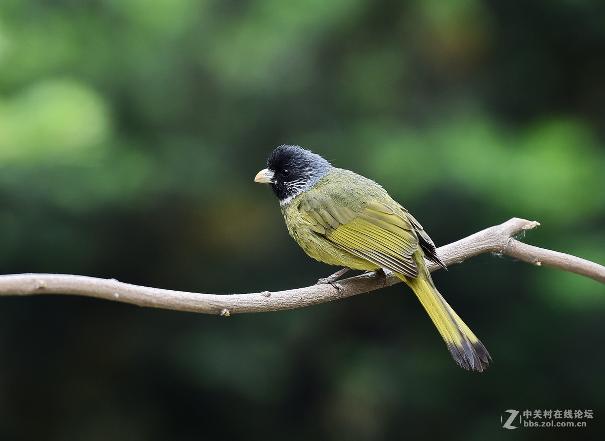 #尼康鸟类作品赏析#【领雀嘴鹎】 （老阿推荐）