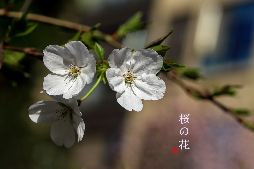 早樱（东京樱）【下】