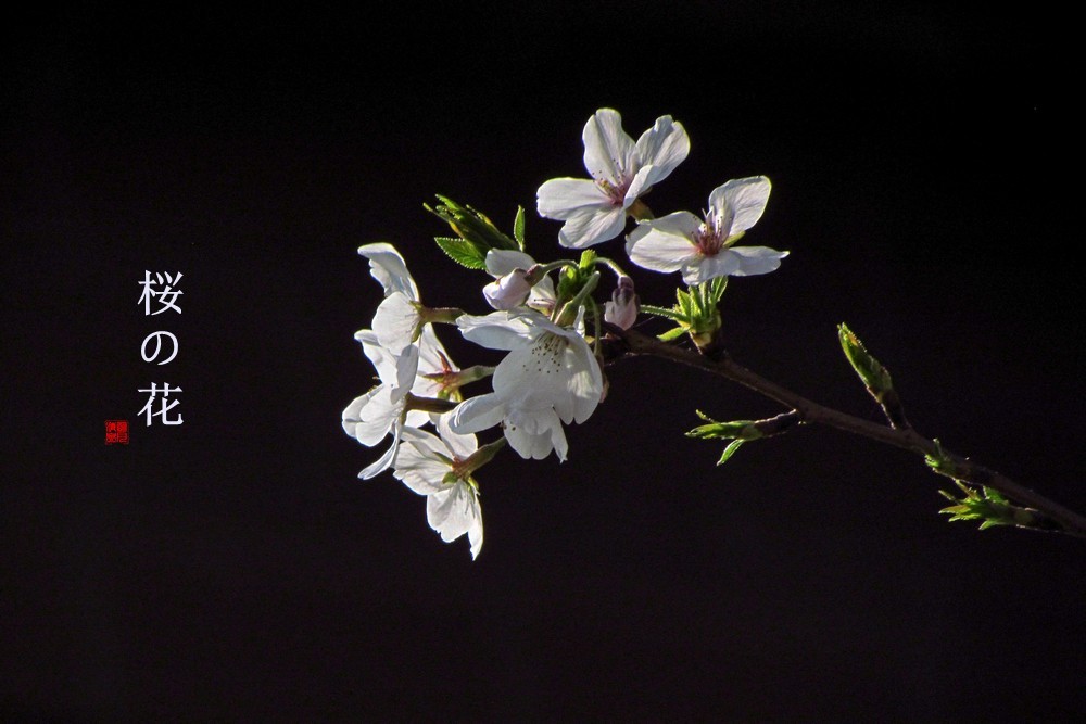 早樱（东京樱）【下】