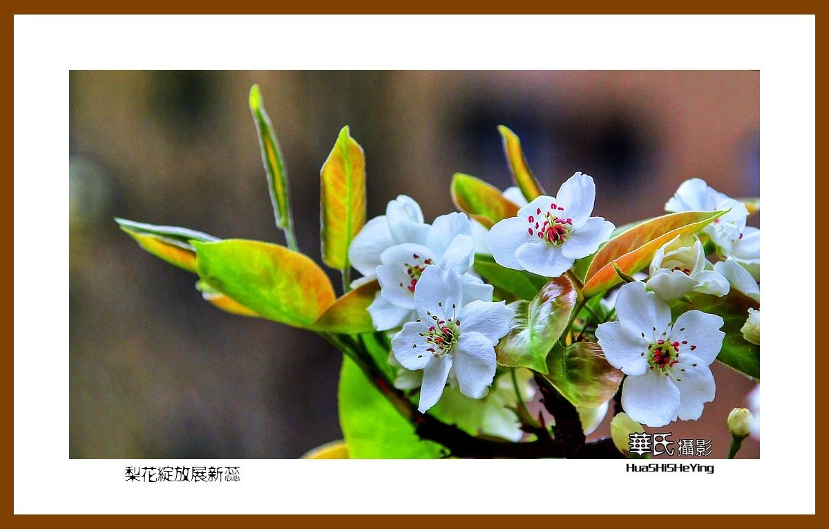 色眼看花——梨花绽放展新蕊（庆五四青年节，虽然我们已不再年轻）
