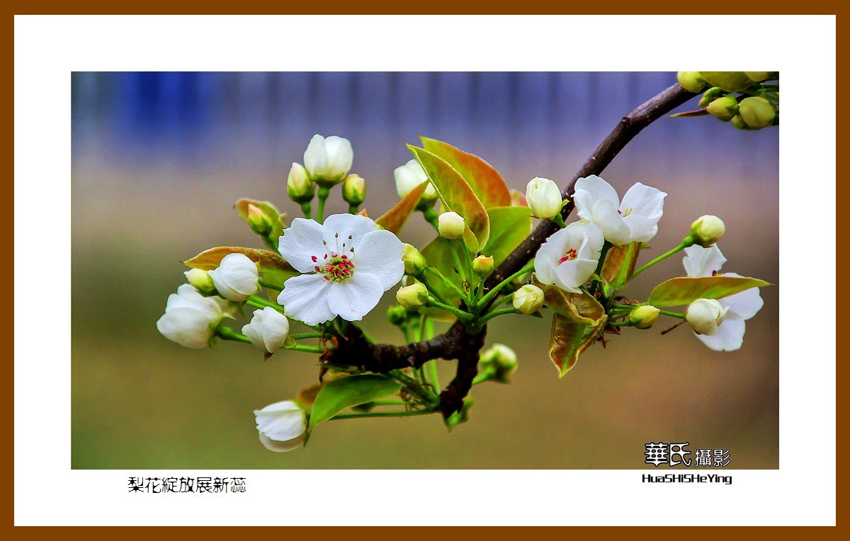 色眼看花——梨花绽放展新蕊（庆五四青年节，虽然我们已不再年轻）
