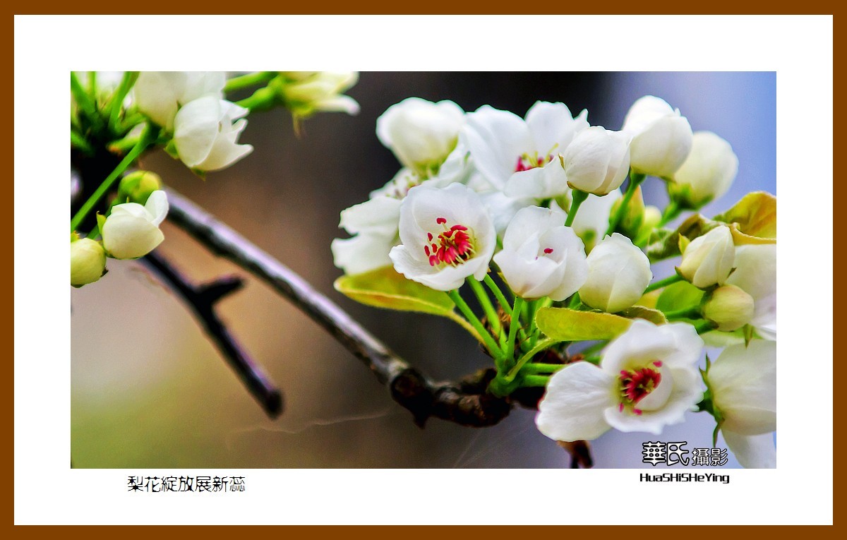 色眼看花——梨花绽放展新蕊（庆五四青年节，虽然我们已不再年轻）