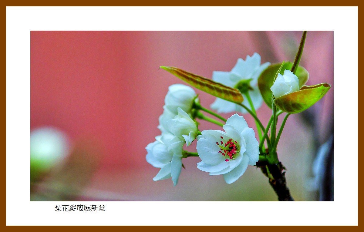 色眼看花——梨花绽放展新蕊（庆五四青年节，虽然我们已不再年轻）