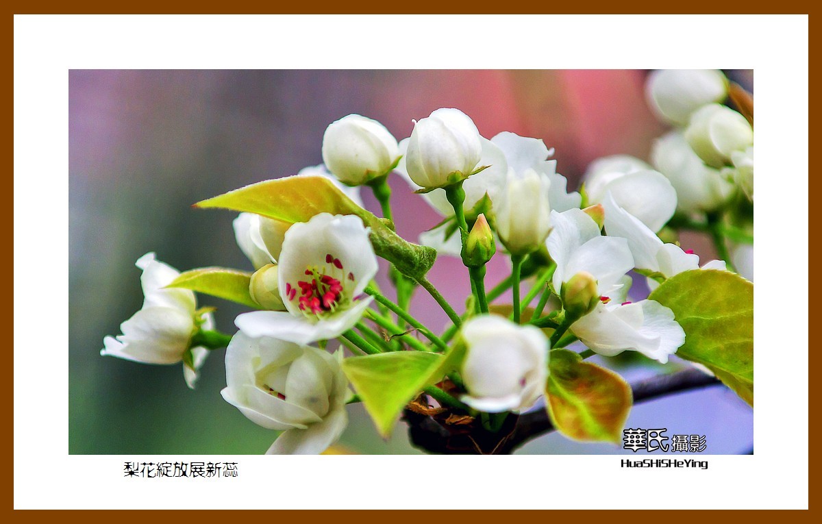 色眼看花——梨花绽放展新蕊（庆五四青年节，虽然我们已不再年轻）