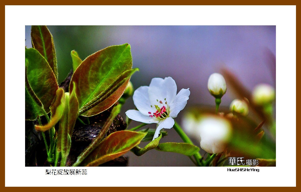 色眼看花——梨花绽放展新蕊（庆五四青年节，虽然我们已不再年轻）