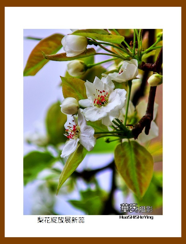 色眼看花——梨花绽放展新蕊（庆五四青年节，虽然我们已不再年轻）