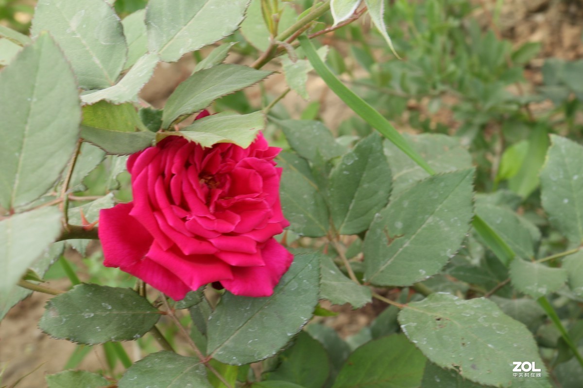 被矮化的月季花随拍