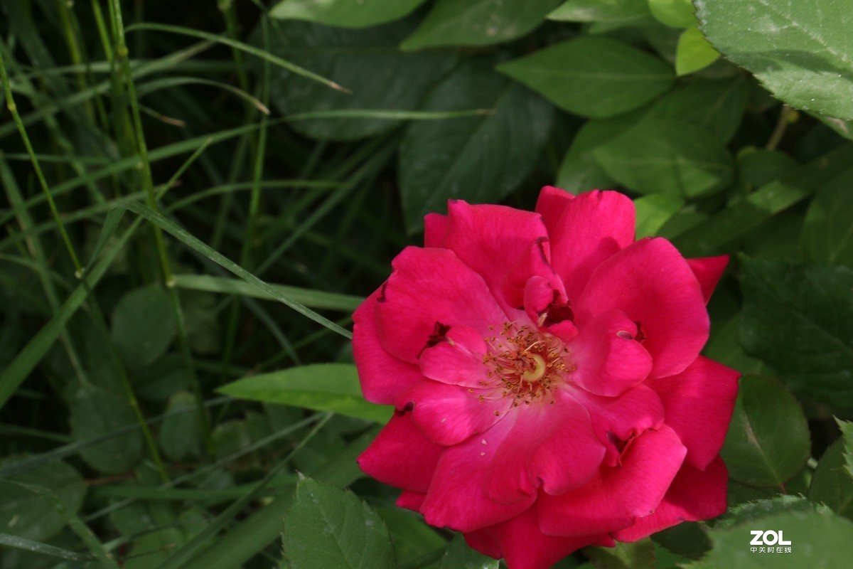 被矮化的月季花随拍