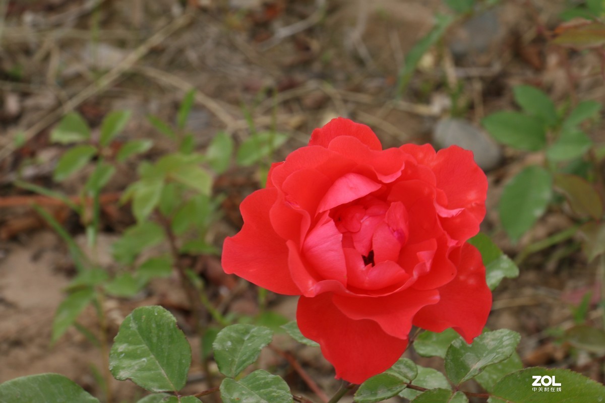 被矮化的月季花随拍