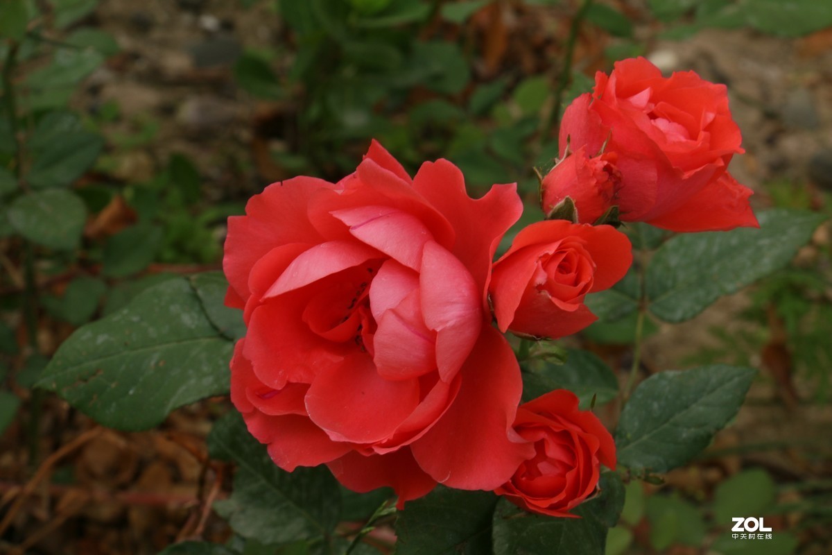被矮化的月季花随拍