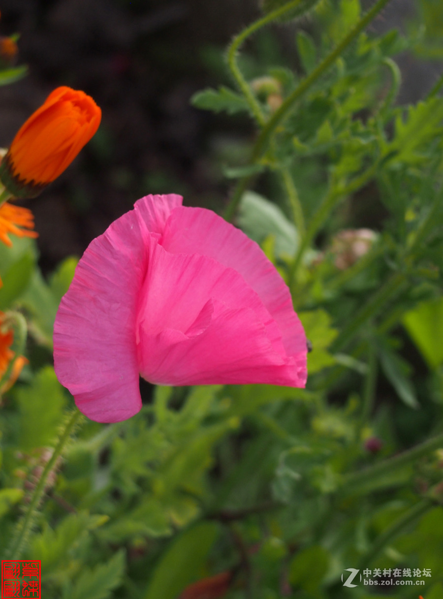 高原美丽的绸子花西瓜红绸子花