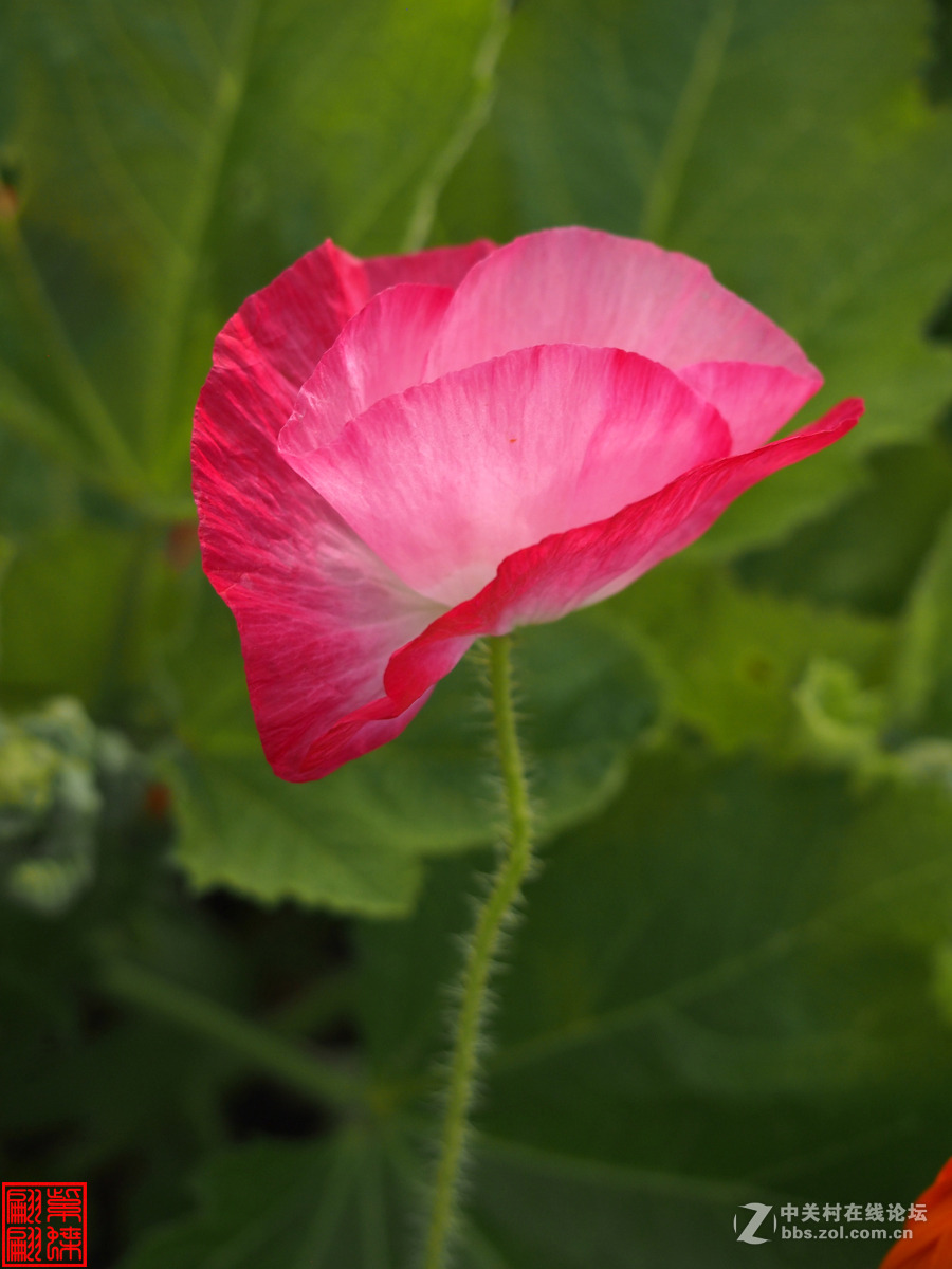 高原美丽的绸子花西瓜红绸子花