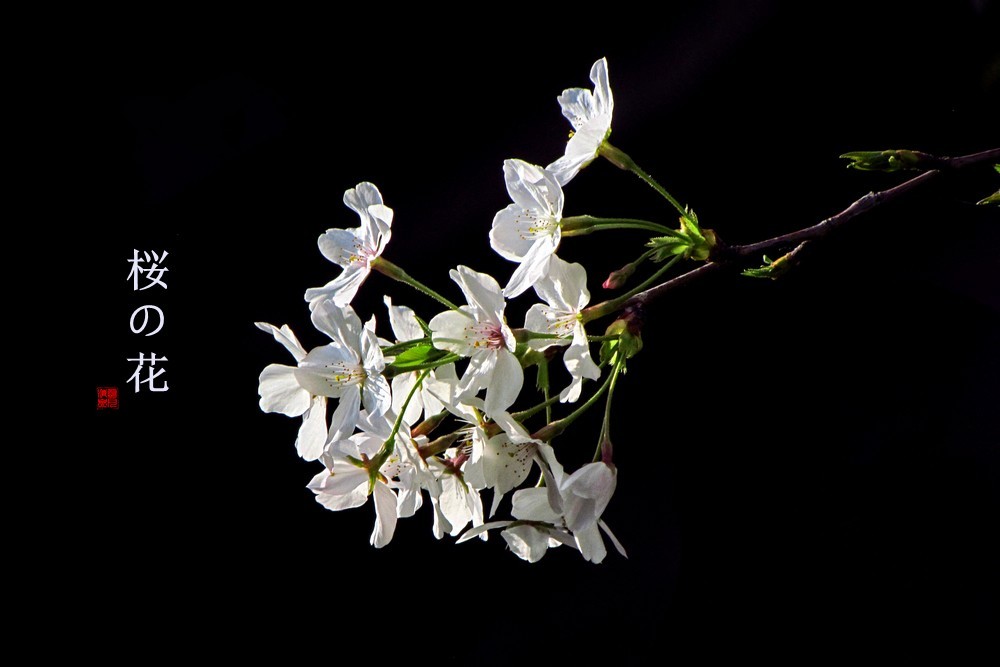 早樱（东京樱）【下】
