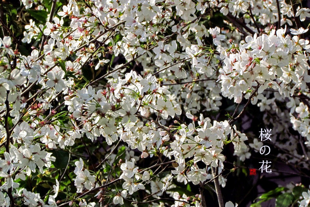 早樱（东京樱）【下】