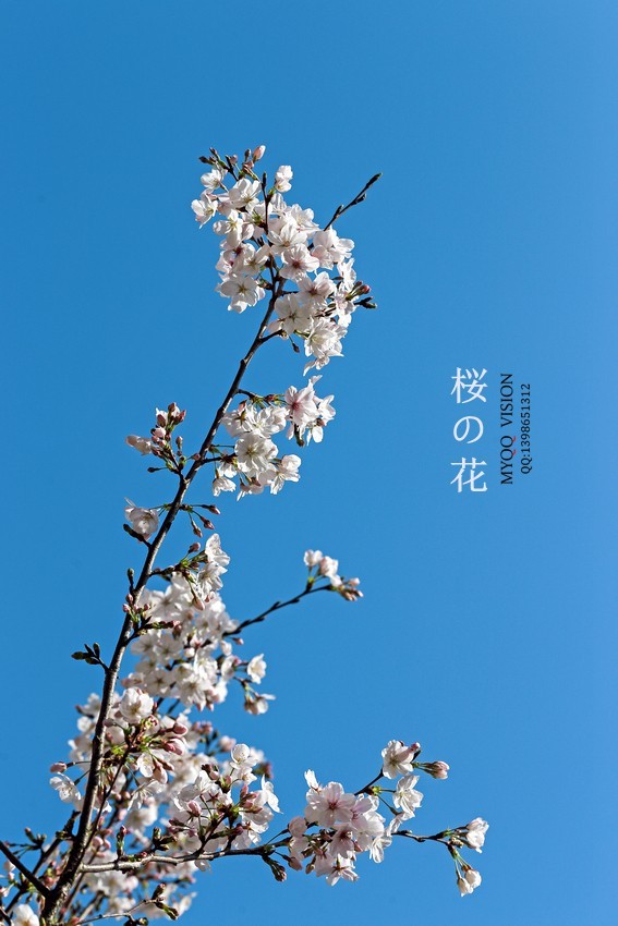 早樱（东京樱）【下】