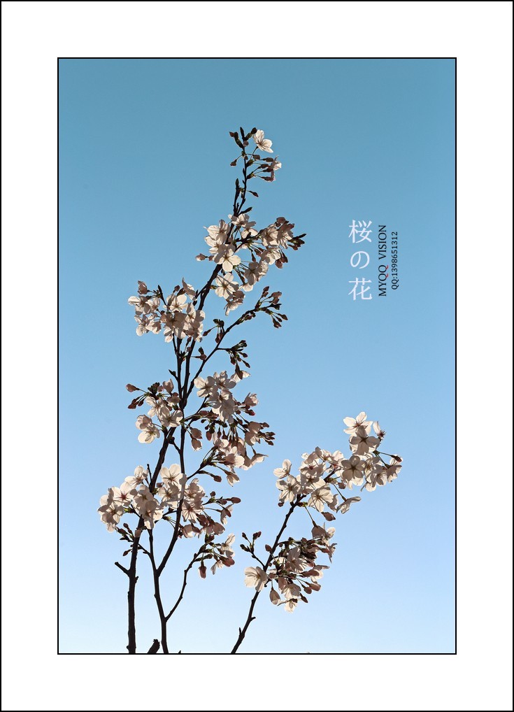 早樱（东京樱）【下】