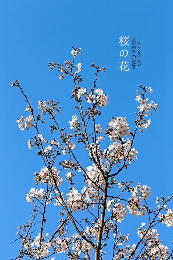 早樱（东京樱）【下】