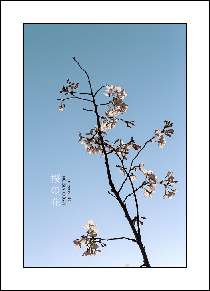 早樱（东京樱）【下】