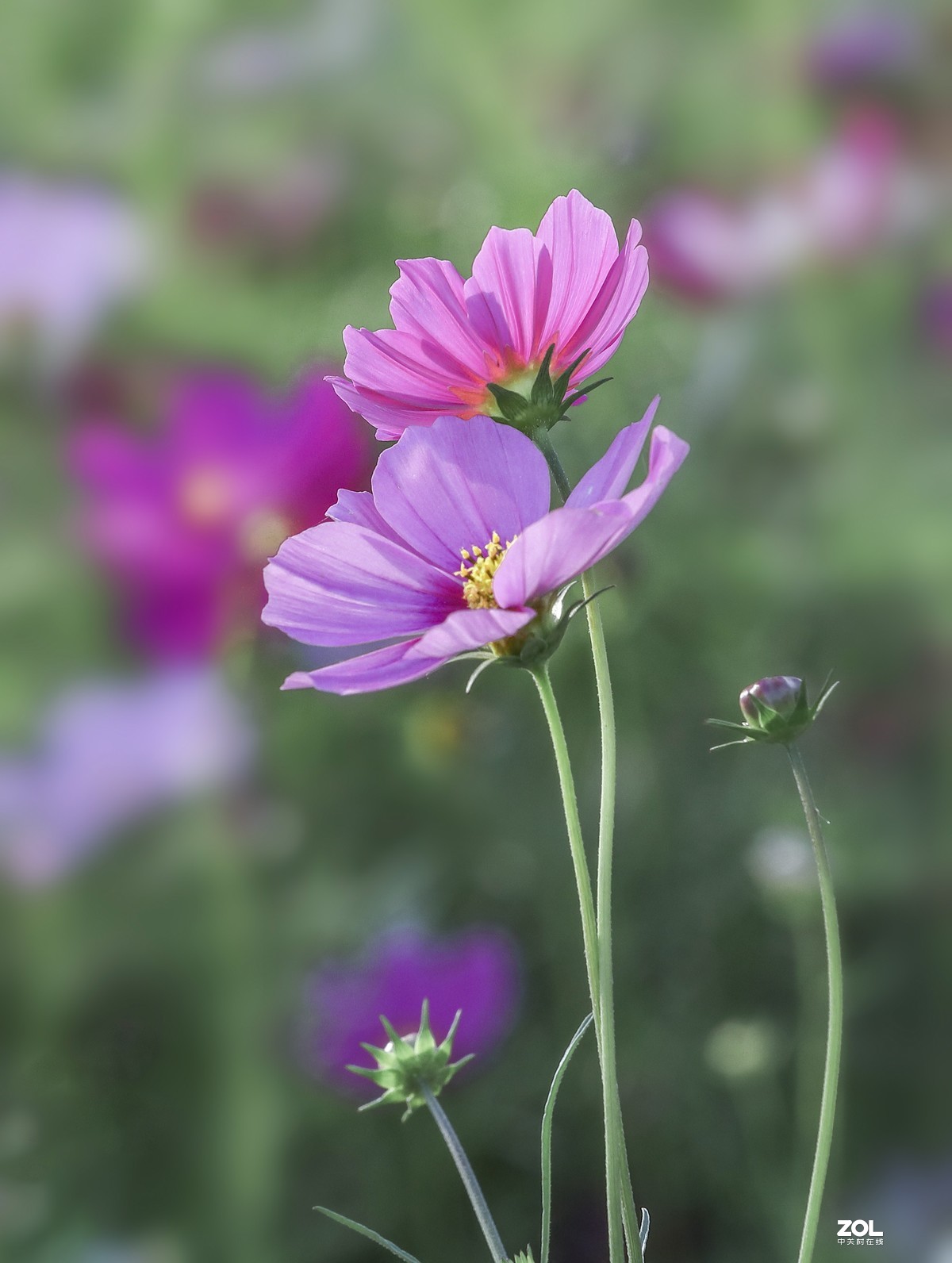 花卉公园的格桑花