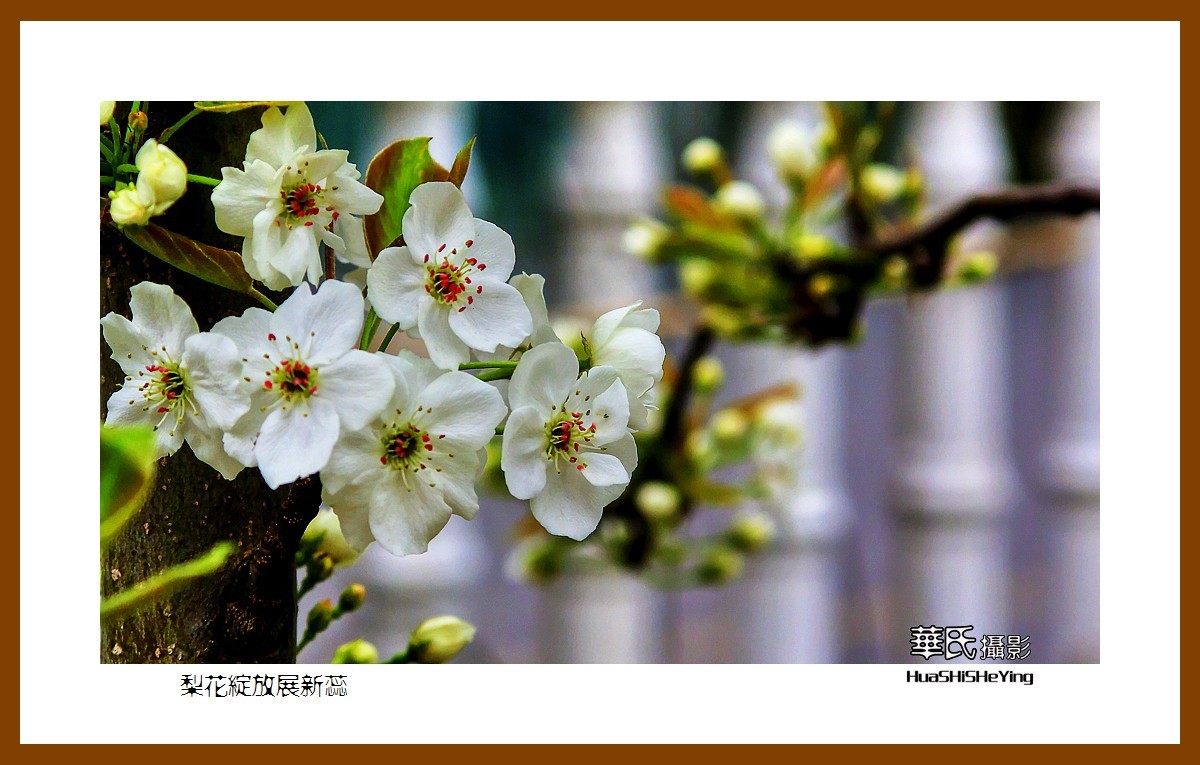 色眼看花——梨花绽放展新蕊（庆五四青年节，虽然我们已不再年轻）