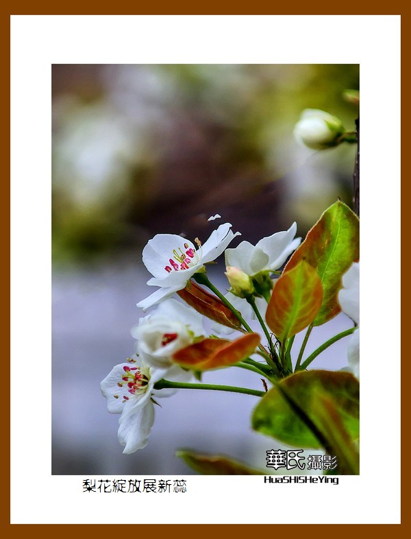 色眼看花——梨花绽放展新蕊（庆五四青年节，虽然我们已不再年轻）