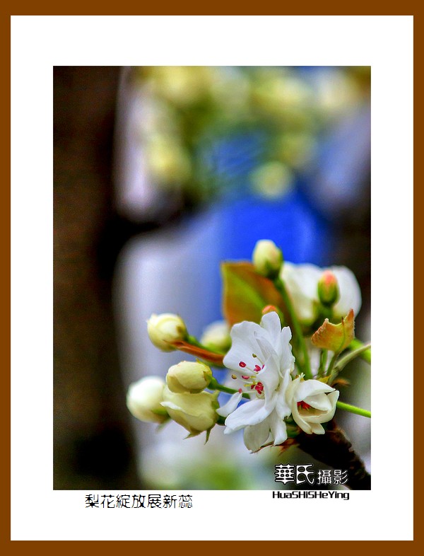 色眼看花——梨花绽放展新蕊（庆五四青年节，虽然我们已不再年轻）