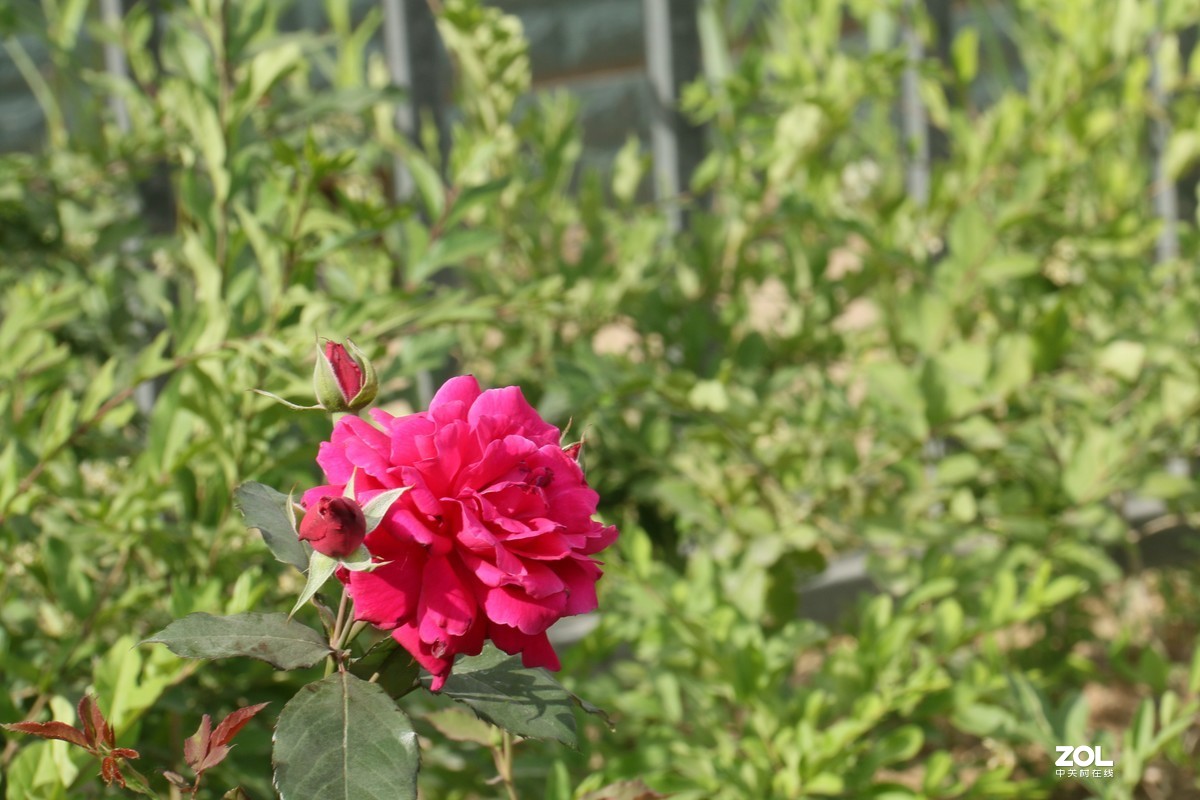 被矮化的月季花随拍