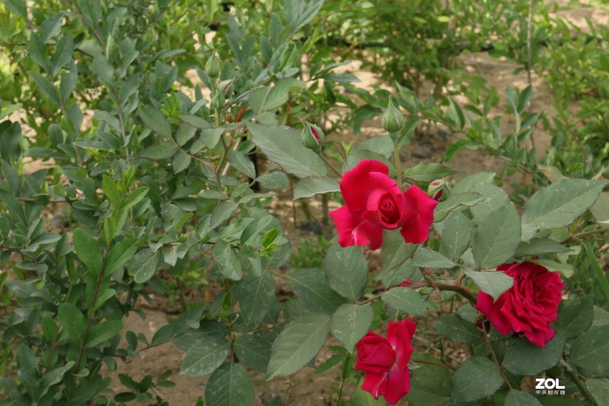 被矮化的月季花随拍