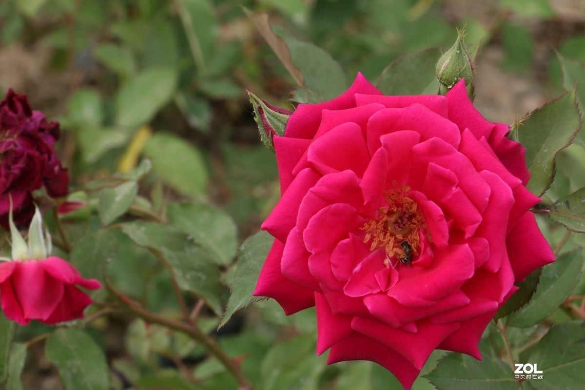 被矮化的月季花随拍