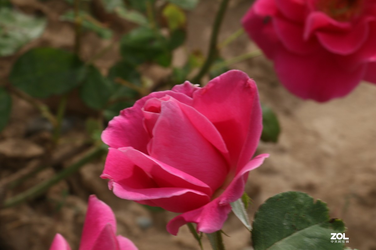 被矮化的月季花随拍