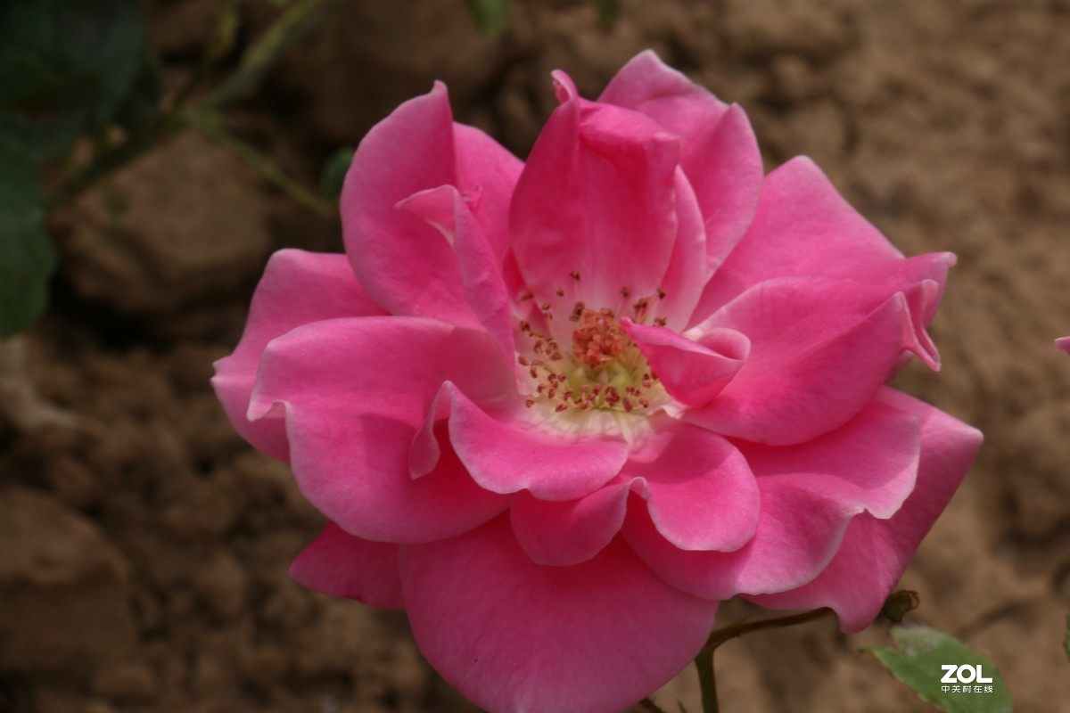 被矮化的月季花随拍