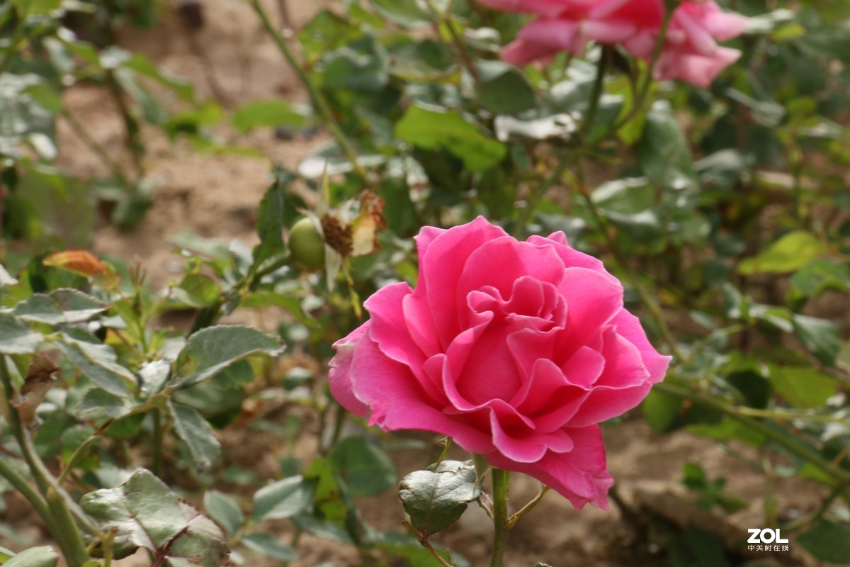 被矮化的月季花随拍