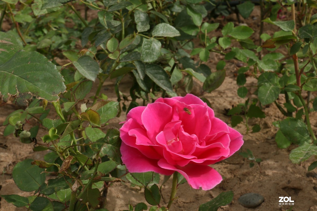 被矮化的月季花随拍