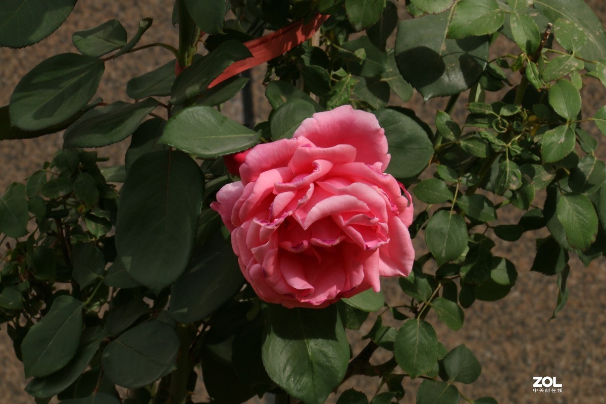 被矮化的月季花随拍