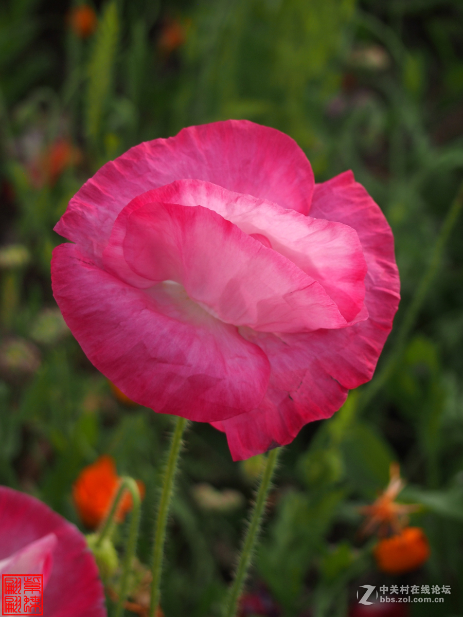 高原美丽的绸子花西瓜红绸子花