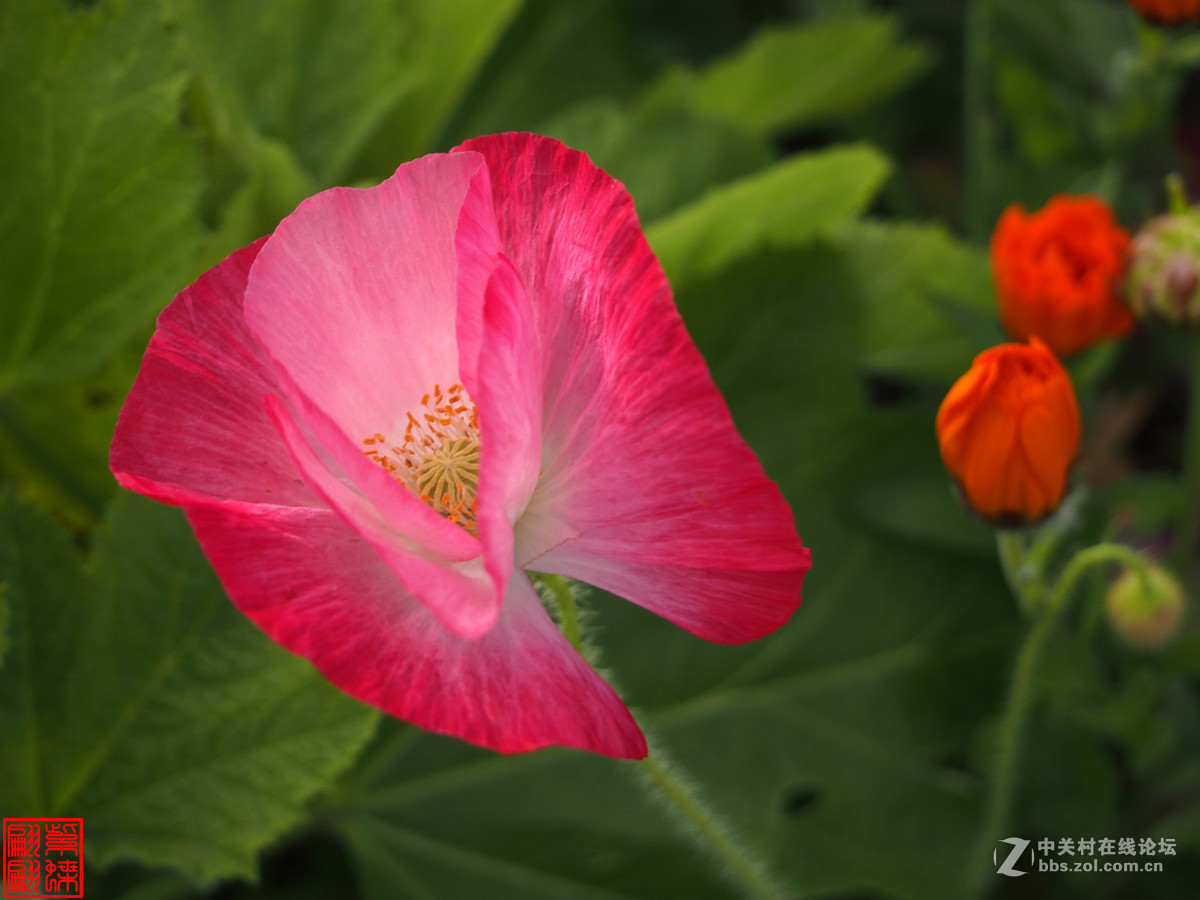 高原美丽的绸子花西瓜红绸子花