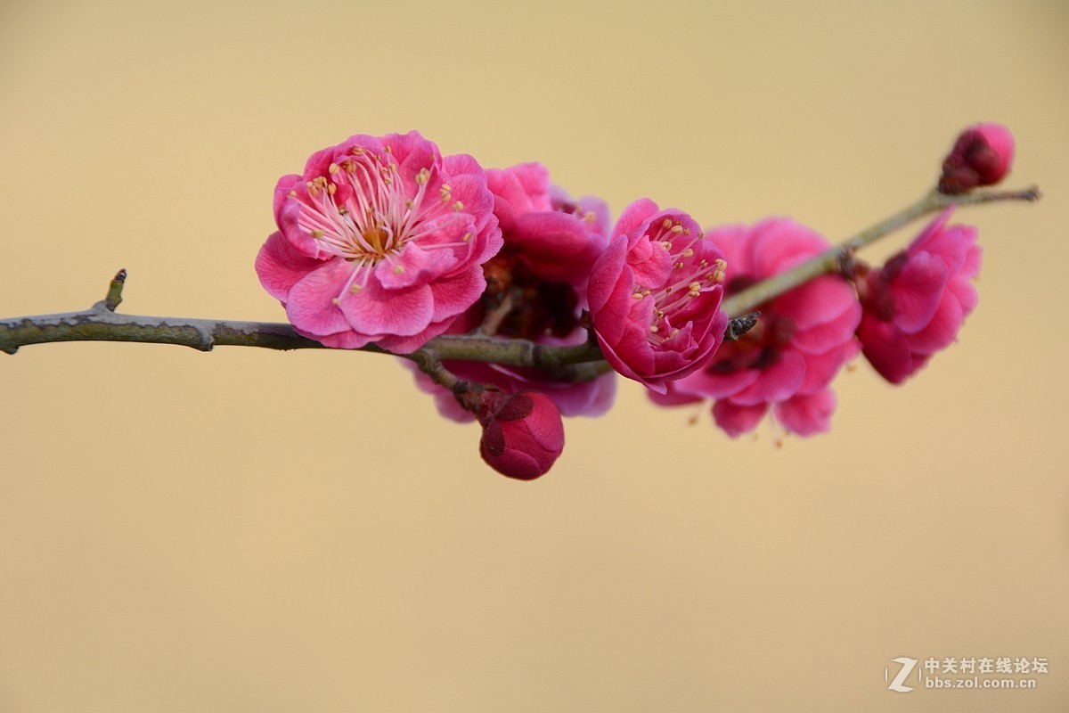 百般紅紫鬥芳菲梅花5