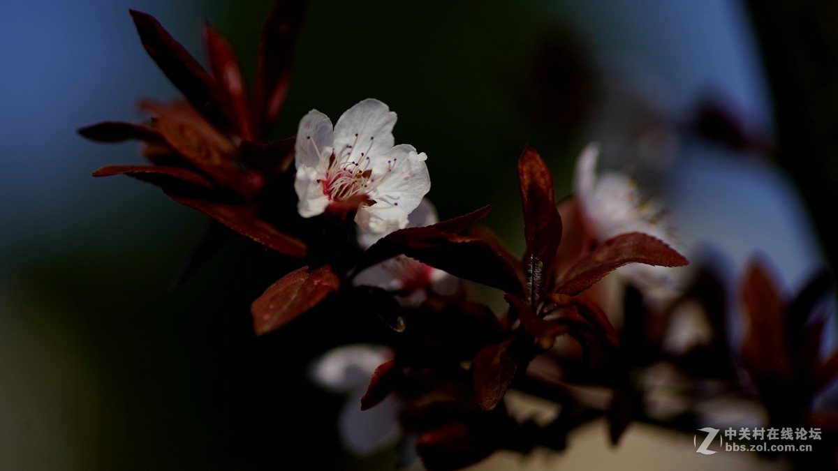 春花烂漫