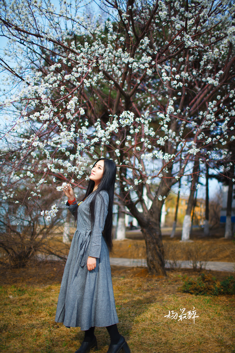 紫珏花——杨最醉