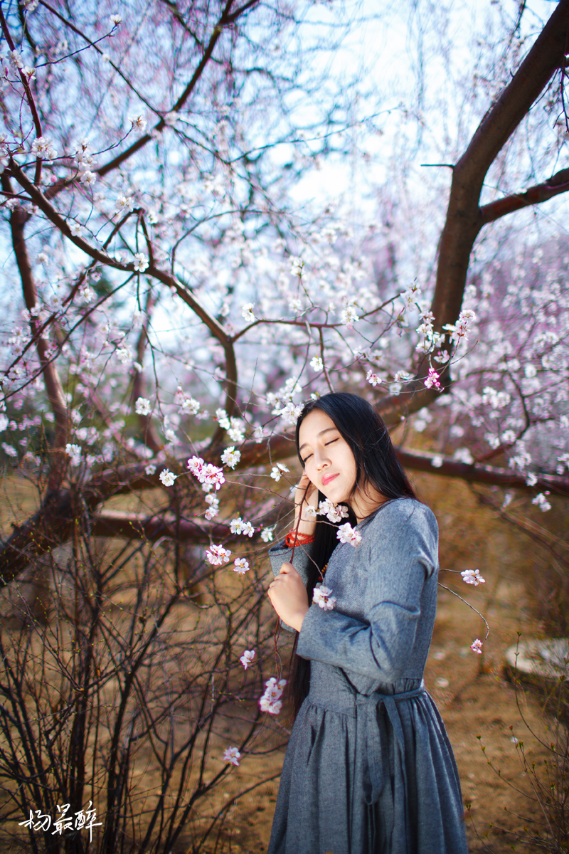 紫珏花——杨最醉