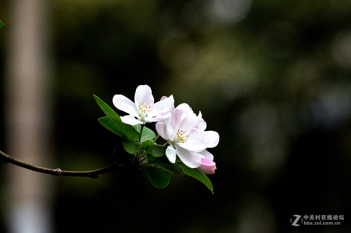 #我的清明# 清明，垂丝海棠闹春潮