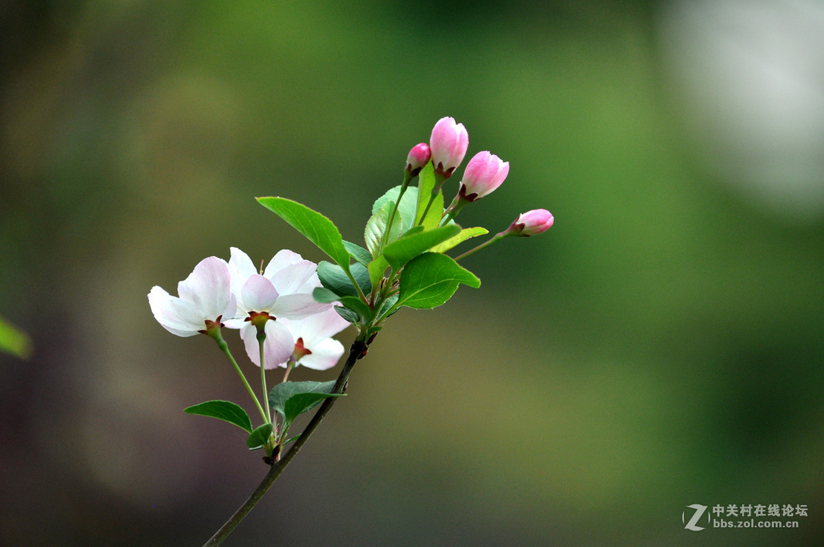 #我的清明# 清明，垂丝海棠闹春潮