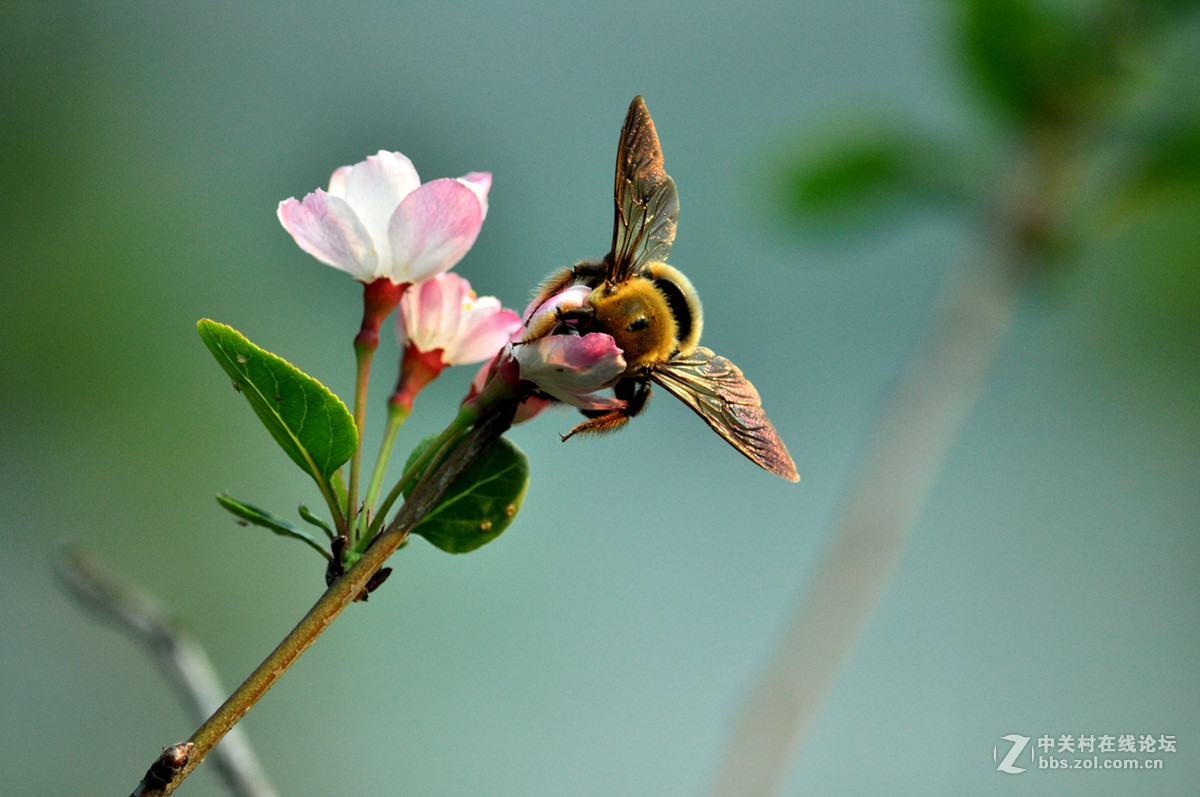 #我的清明# 清明，垂丝海棠闹春潮