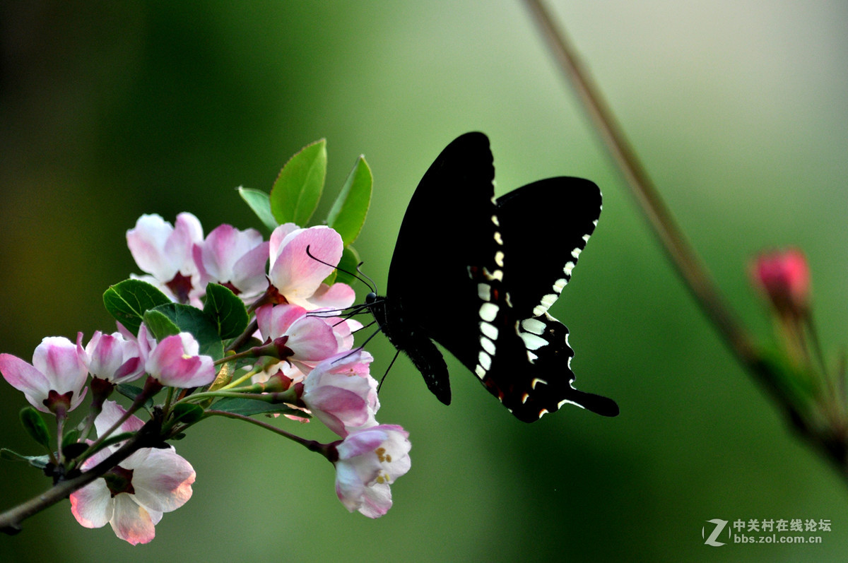 #我的清明# 清明，垂丝海棠闹春潮